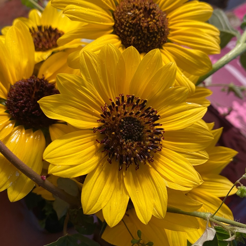 Meet your Posher, Priscilla